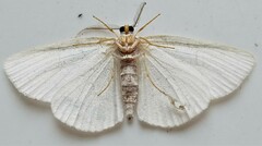Cabera variolaria
