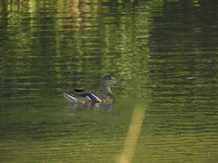 Anas platyrhynchos platyrhynchos