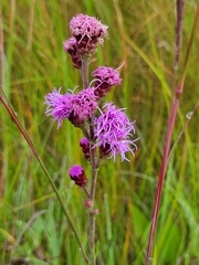 Liatris ligulistylis