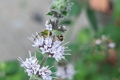 Agapostemon