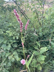 Persicaria extremiorientalis
