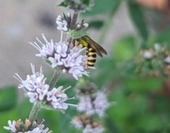 Agapostemon