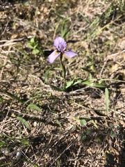 Moraea fergusoniae