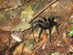 Sericopelma