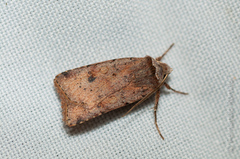 Cerastis faceta