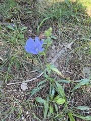Cichorium intybus