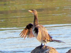 Microcarbo africanus africanus