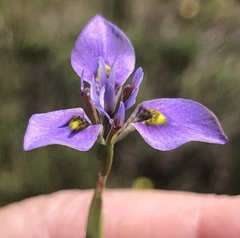 Moraea fergusoniae