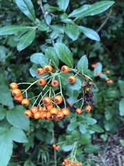 Pyracantha