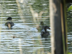 Anas platyrhynchos platyrhynchos