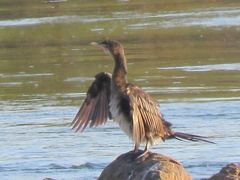 Microcarbo africanus africanus