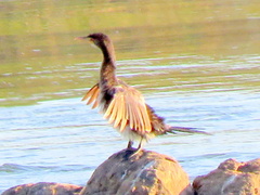 Microcarbo africanus africanus