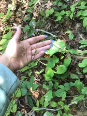 Hylodesmum