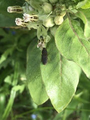 Agrypnus rectangularis