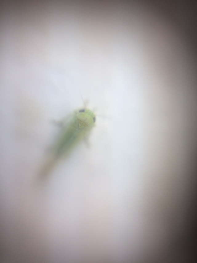 Balclutha (leafhopper)
