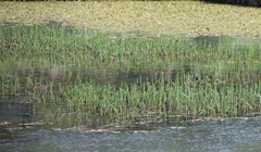 Hippuris vulgaris