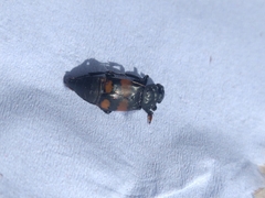 Nicrophorus vespilloides