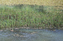 Hippuris vulgaris