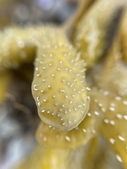 Fucus spiralis