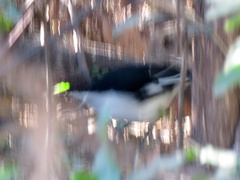 Laniarius bicolor sticturus