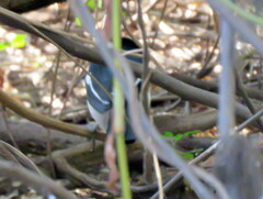 Laniarius bicolor sticturus