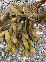 Fucus spiralis