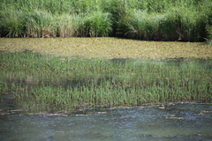 Hippuris vulgaris