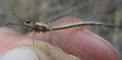 Macronemurus appendiculatus