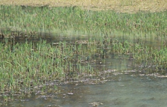 Hippuris vulgaris