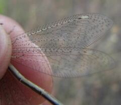 Macronemurus appendiculatus