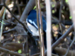 Laniarius bicolor sticturus