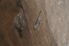 Ptyodactylus hasselquistii