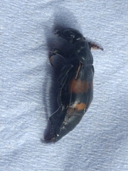 Nicrophorus vespilloides