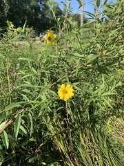 Helianthus giganteus