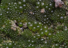 Botrydium granulatum