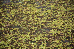 Potamogeton natans
