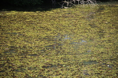 Potamogeton natans