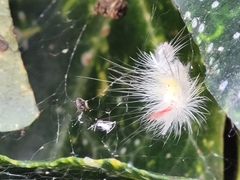 Calliteara pudibunda