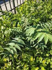 Ailanthus altissima