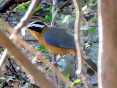 Cossypha heuglini heuglini