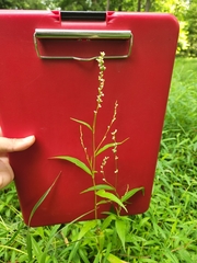 Persicaria punctata