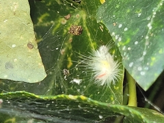 Calliteara pudibunda