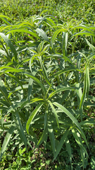 Helianthus maximiliani