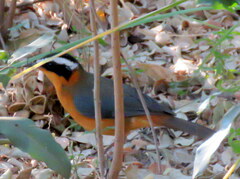 Cossypha heuglini heuglini