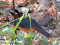 Cossypha heuglini heuglini