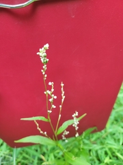 Persicaria punctata