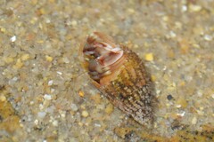 Pagurus bernhardus