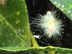 Calliteara pudibunda