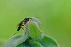 Diplazon laetatorius