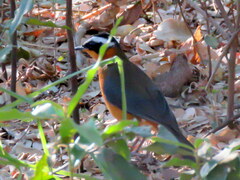 Cossypha heuglini heuglini